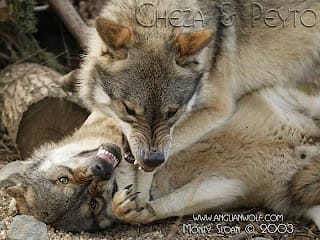 Battle Between Two Wolves - Good and Evil -- Grief, Loss, and Anger